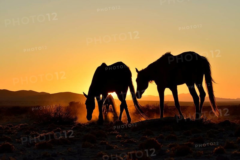 Namib desert horses (Equus ferus) at sunset, backlight, near watering hole at Garub, Aus, Karas Region, Namibia