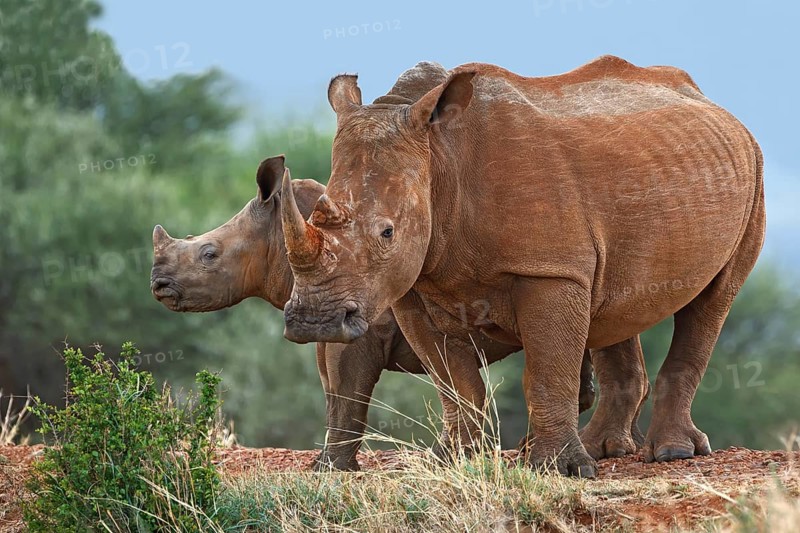 White Rhinoceros (Ceratotherium simum), calf and mother, South Africa