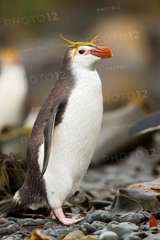 Royal Penguin (Eudyptes schlegeli), Macquarie Island, Australia