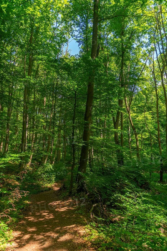 Hiking trail in the UNESCO World Heritage Site and Hainich National Park, Bad Langensalza, Thuringia, Germany