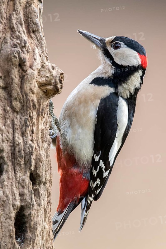 Great Spotted Woodpecker (Dendrocopos major) male climbing tree, Bialowieca National Park, Poland