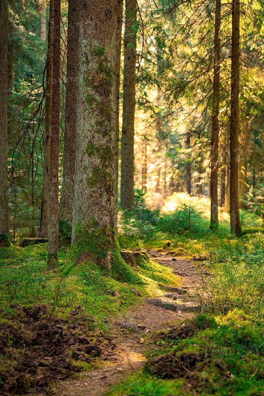 A forest path under trees, illuminated by warm sunlight, Calw, Black Forest, Germany