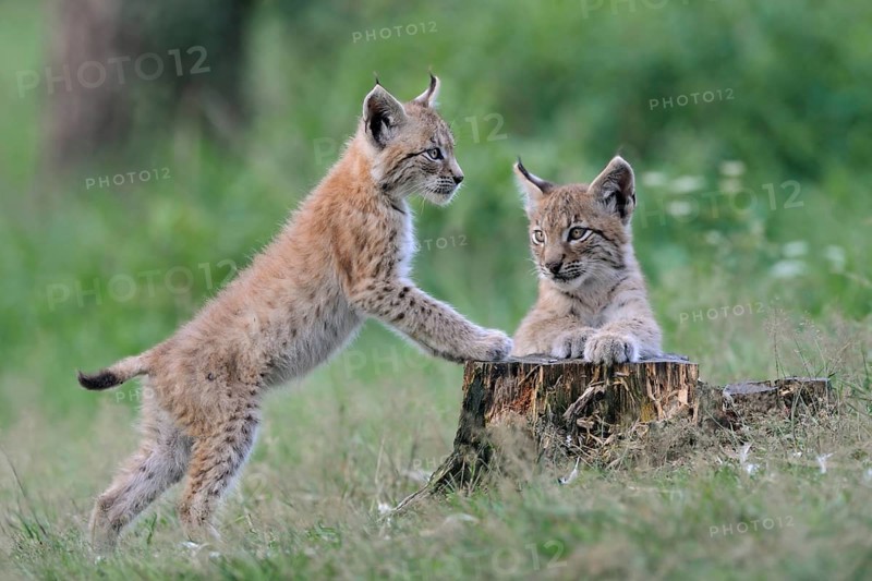 Eurasian Lynx (Lynx lynx) two playful cubs, North Rhine-Westphalia, Germany