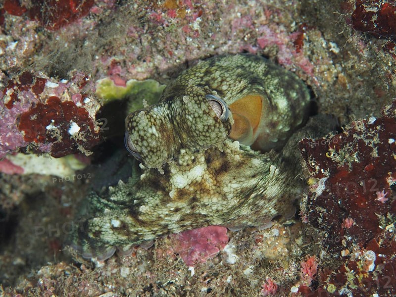 Octopus, Common Octopus (Octopus vulgaris) juvenile, camouflaging itself in colourful underwater rocks in the Mediterranean near Hyères. Dive site Les Grottes, Giens peninsula, Provence Alpes Côte d'Azur, France