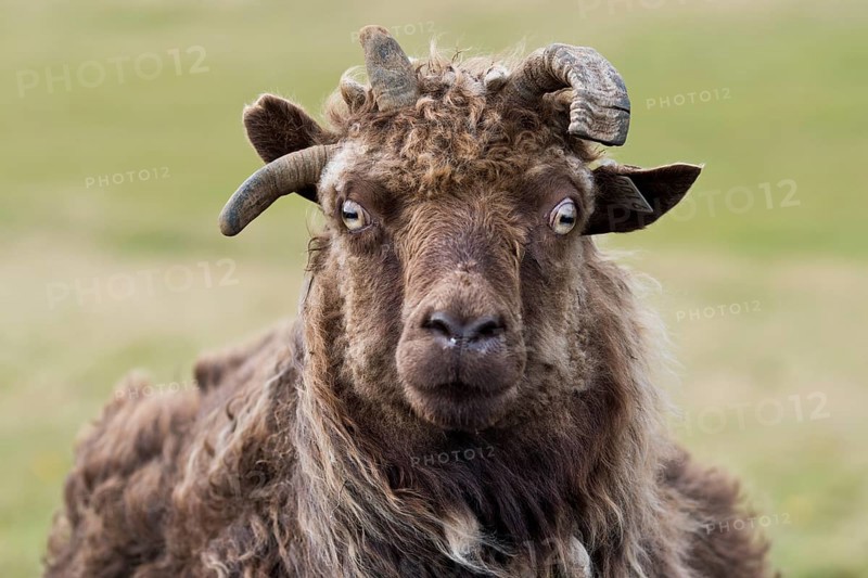 Sheep, Reykjanesskagi, Southern Peninsula or Reykjanes, Iceland