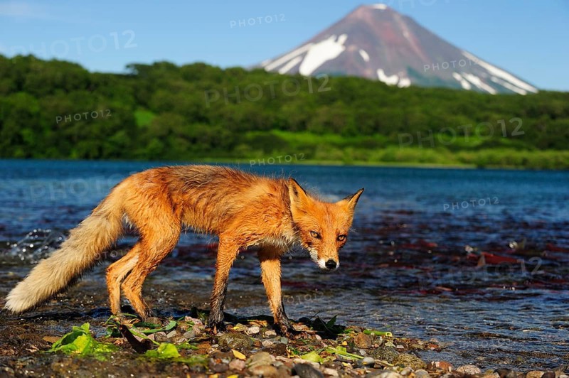 Red Fox (Vulpes vulpes) on the lakeshore, Ilinskaya volcano at the back, Kurile Lake, Kamchatka Peninsula, Russia