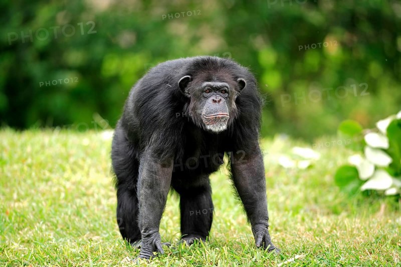 Chimpanzee (Pan troglodytes), adult, female, alert, vigilant