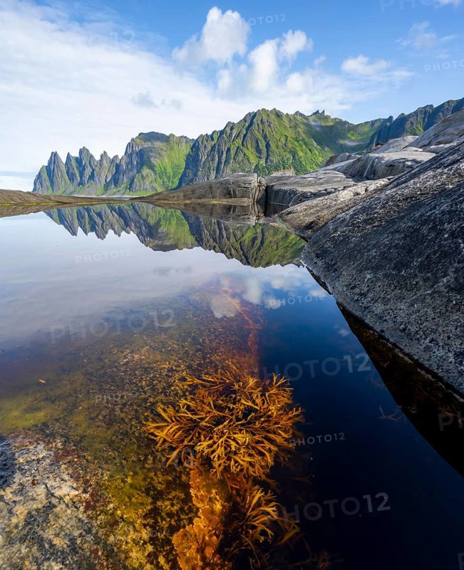 Plants and reflection in the tidal pool, rocky coast of Tungeneset, Devil's Teeth, Okshornan, Ersfjorden, Senja Island, Troms, Norway