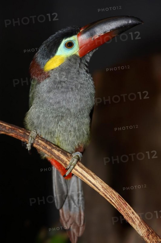 Pepper-eater (Selenidera piperivora, Selenidera culik), female, captive, occurrence in South America