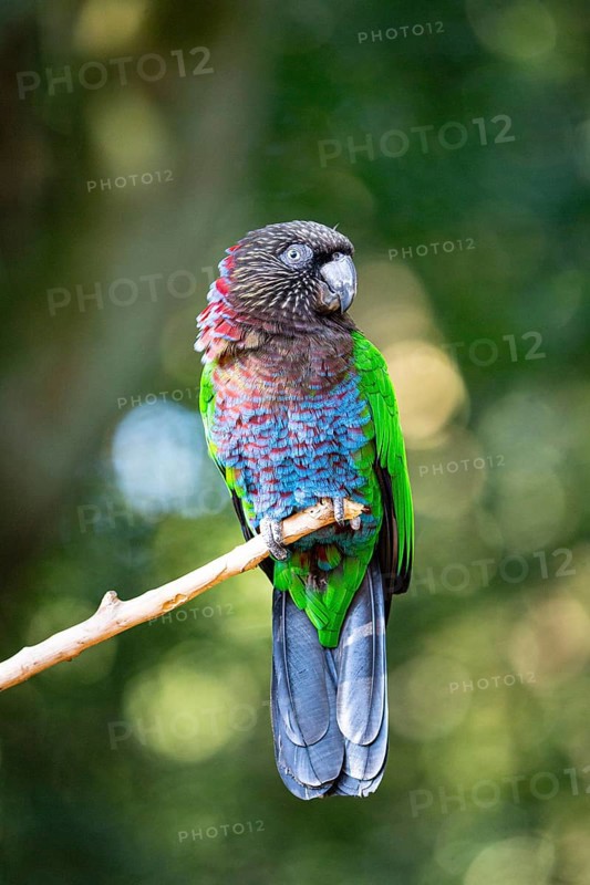Red-fan parrot (Deroptyus accipitrinus) Pantanal Brazil