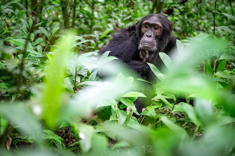 Chimpanzee (Pan Troglodytes), male on the ground, jungle in Kibale National Park, Uganda