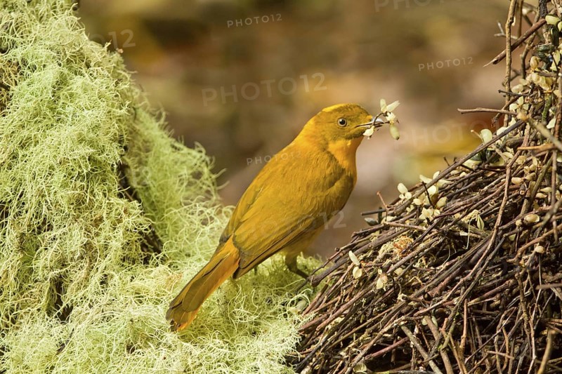 Golden Bowerbird (Prionodura newtoniana) male, Queensland, Australia