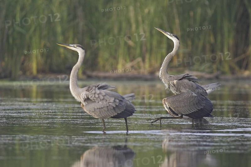 Great Blue Heron (Ardea herodias), Ontario, Canada