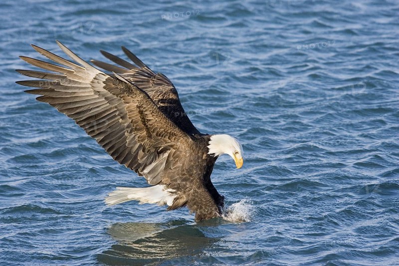 Bald Eagle Haliaeetus leucocephalus Homer, ALASKA, USA February Adult catching fish. Accipitridae