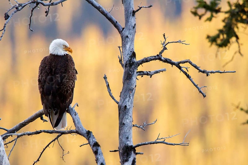 Bald Eagle (Haliaeetus leucocephalus), Alberta, Canada