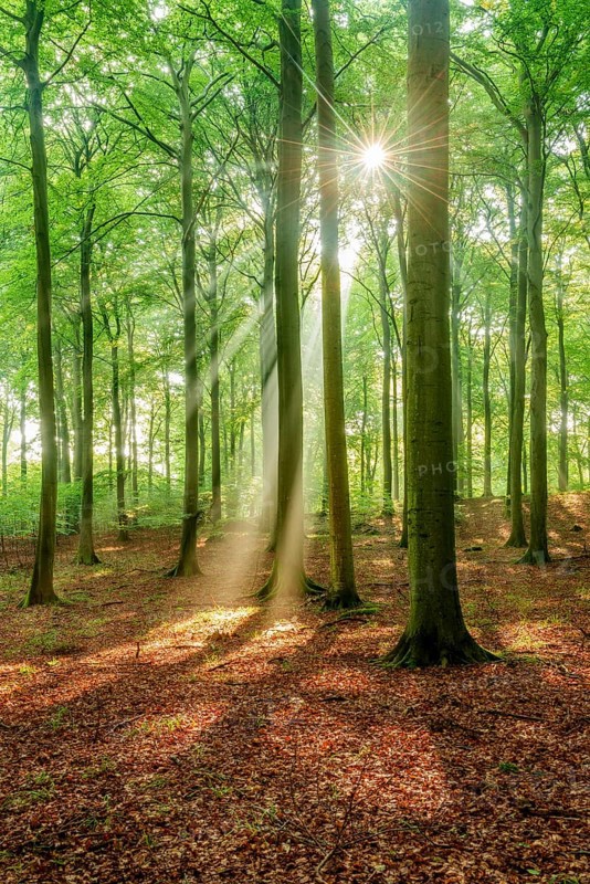 The sun shines through a near-natural beech forest (Fagus sp.) with morning mist, Stubnitz forest area, Jasmund National Park, Rügen Island, Mecklenburg-Western Pomerania, Germany