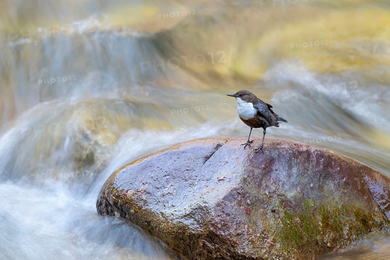 White-throated Dipper (Cinclus cinclus), sitting on a stone in a stream, Stans, Tyrol, Austria