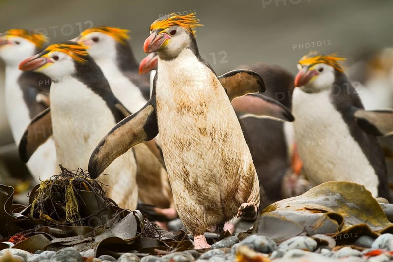 Royal Penguin (Eudyptes schlegeli), Macquarie Island, Australia