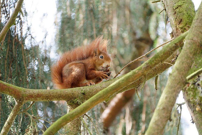 Red squirrel on a tree. Bad Salzschlirf, Hessen, Germany