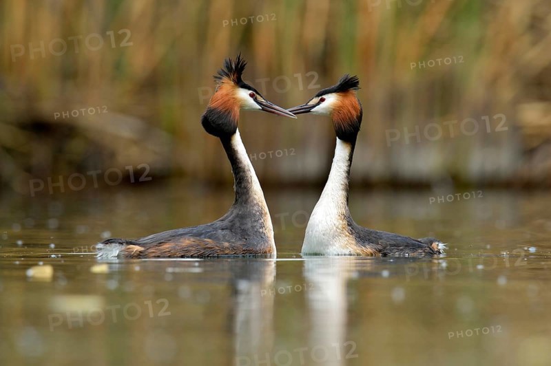 Great Crested Grebes (Podiceps cristatus) during a courtship display, Lake Lucerne, Luzern, Canton of Lucerne, Switzerland