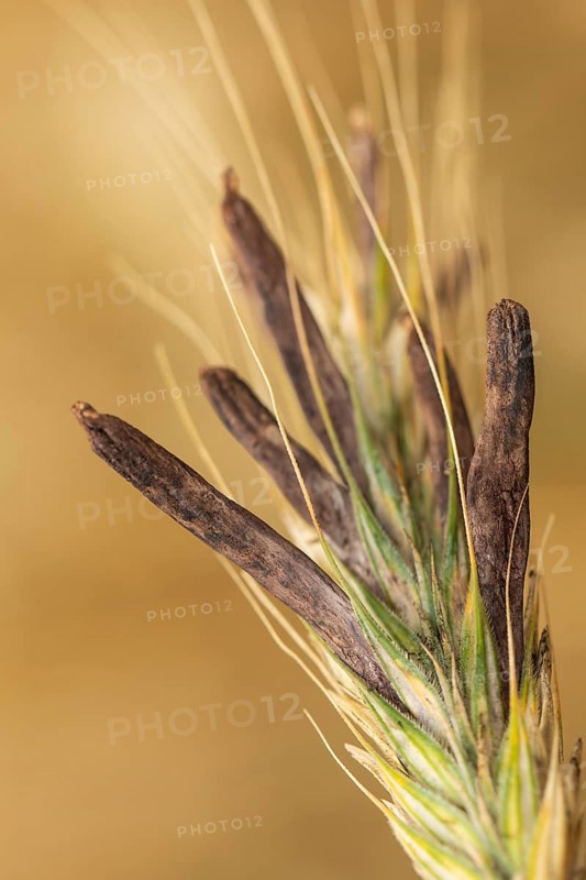 Ergot mushroom Claviceps purpurea on a ripe ear of grain