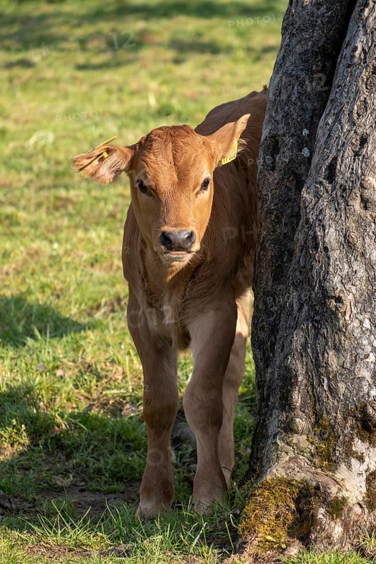 Murnau Werdenfelser cattle, calf, cow, cows in a meadow, Bad Heilbrunn, Upper Bavaria, Bavaria, Germany