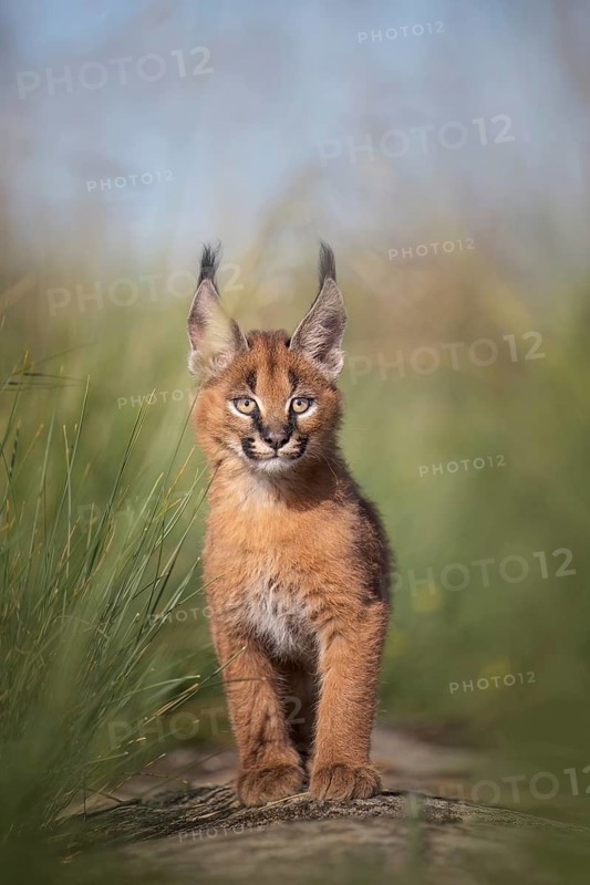 Caracal (Caracal caracal) playful cub sneaking up, Castile-La Mancha, Spain