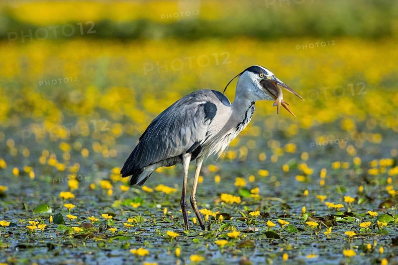 Grey heron (Ardea cinerea) amidst flowering sea pots (Nymphoides peltata) Hungary