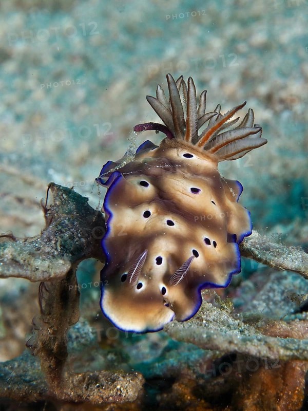 Brown nudibranch with blue edges and black spots, magnificent star snail (Hypselodoris tryoni), on a coral reef, dive site Napoleon, Permuteran, Bali, Indonesia