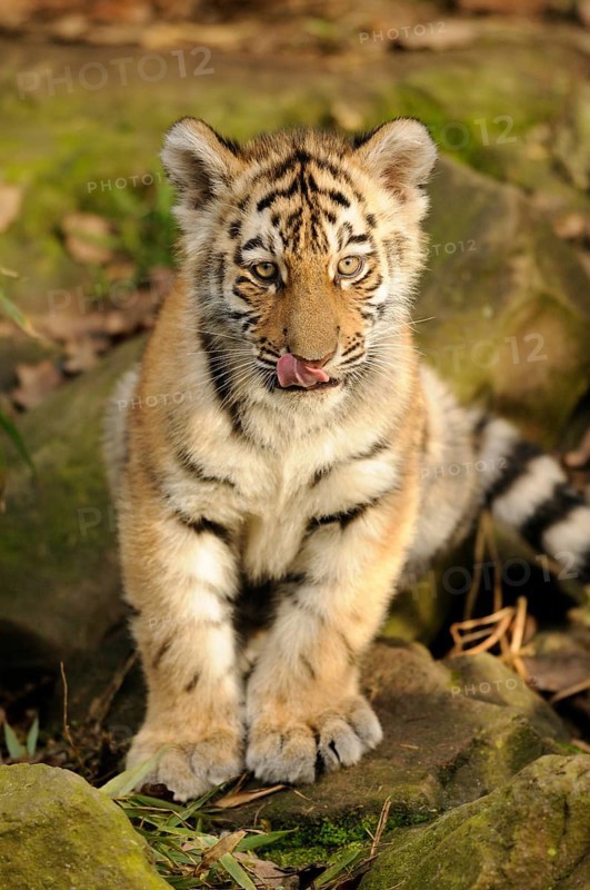 A tiger cub sits on a stone in the forest and licks its nose. It looks curious and playful, Siberian tiger (Panthera tigris altaica), captive, found in Russia, North Korea and China