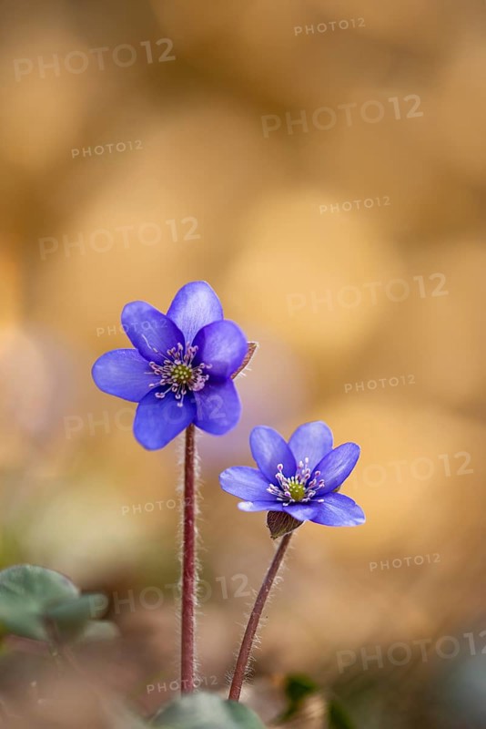 Blooming liverwort (Anemone hepatica), early bloomer, Steinhagen, Lower Saxony, Germany