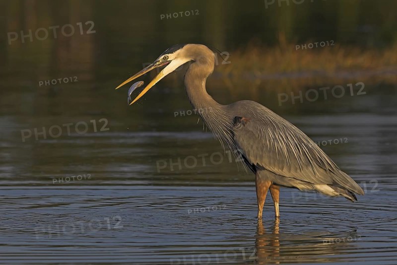 Great Blue Heron (Ardea herodias), Florida, USA