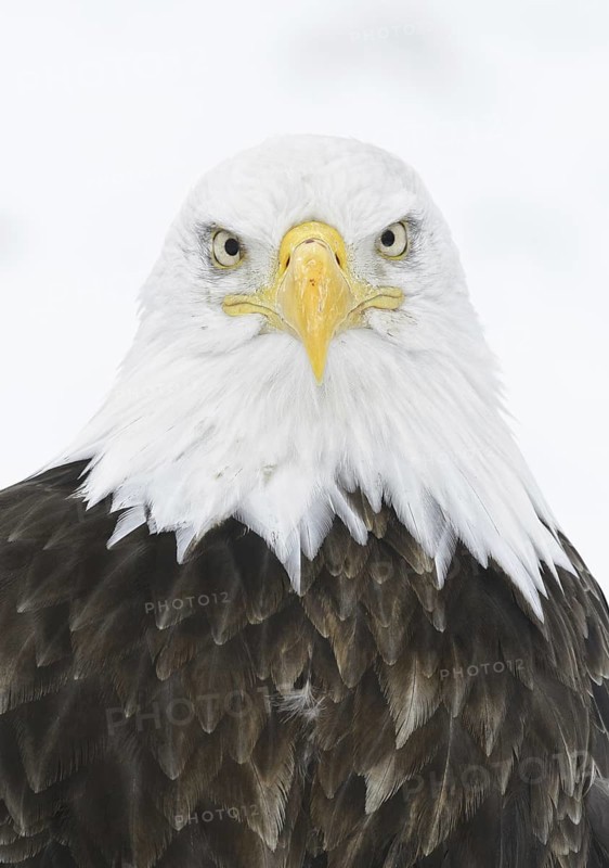 Bald Eagle (Haliaeetus leucocephalus), Alaska, USA