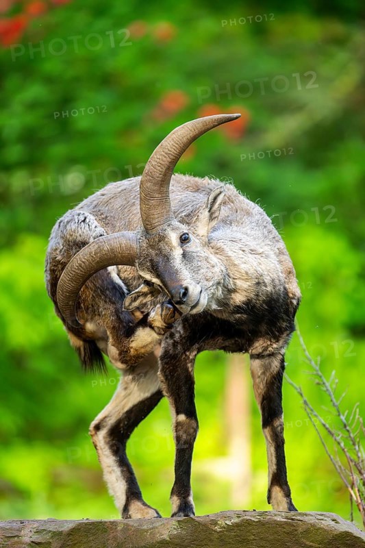 Bharal (Pseudois nayaur), standing on a rock, Bavaria, Germany