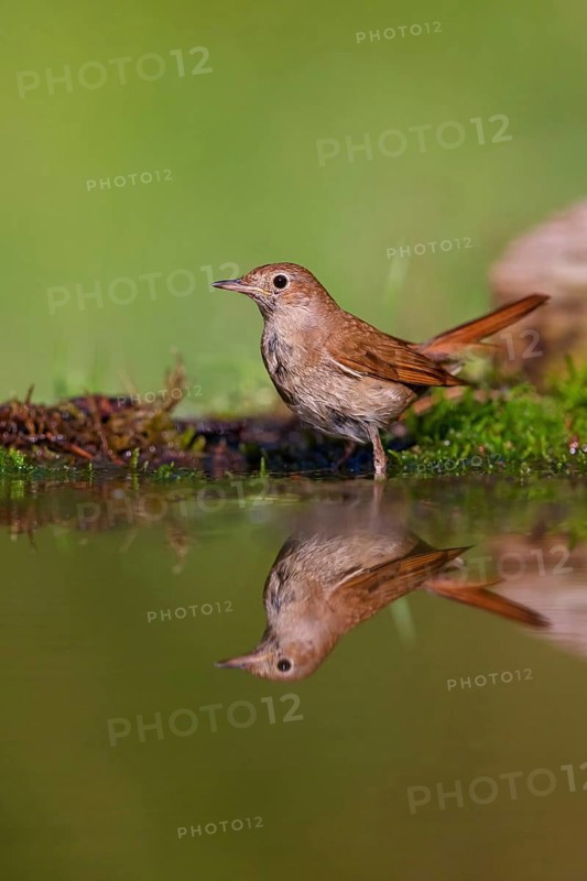 Nightingale (Luscinia megarhynchos), Rossignol philomËle, RuiseÒor Com?n, Bad D¸rkheim district, Freinsheim, Rhineland-Palatinate, Germany