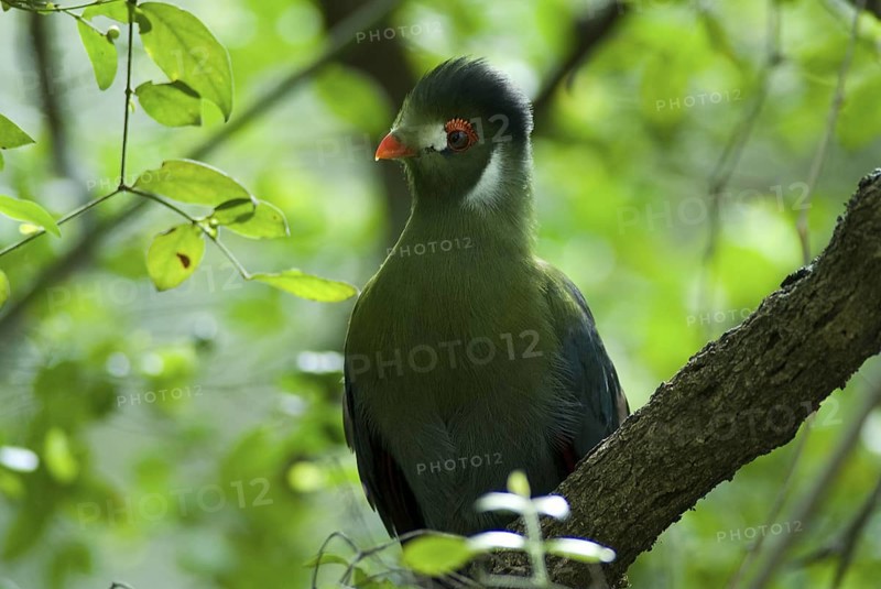 White-cheeked Turaco (Tauraco leucotis leucotis), Ethiopia