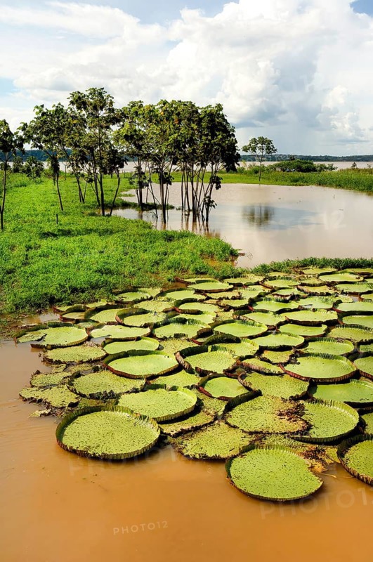 Victoria or Giant lilies (Victoria boliviana) on the Amazon River, Brazil