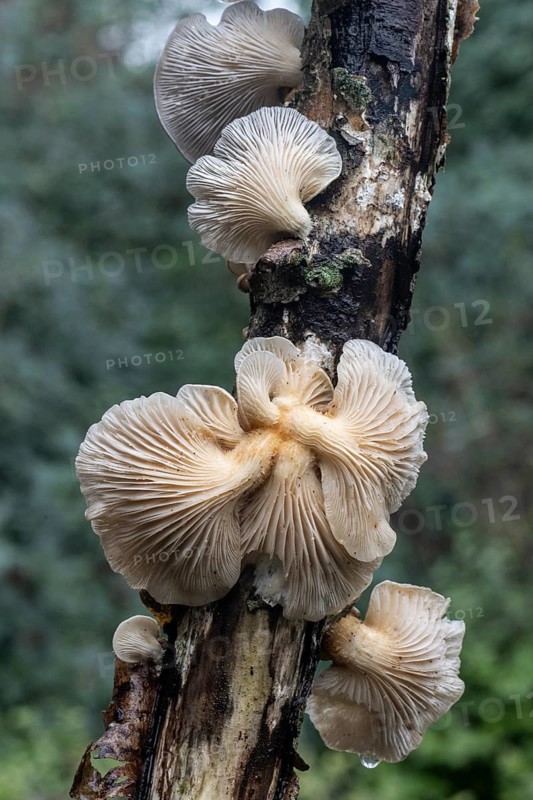 Branched oyster fungus (Pleurotus cornucopiae), Emsland, Lower Saxony, Germany