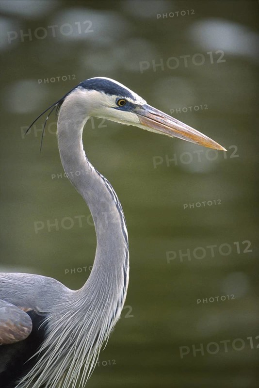 Great Blue Heron (Ardea herodias), Arizona, USA