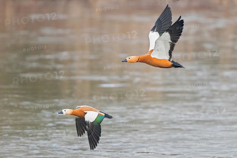 Ruddy Shelduck (Tadorna ferruginea) pair flying, Baden-Wuerttemberg, Germany