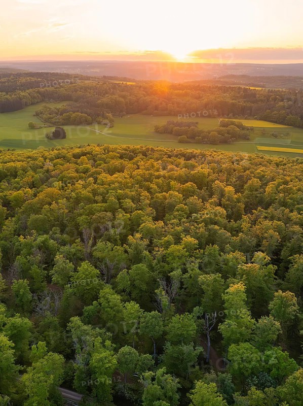 A forest and fields, illuminated by the warm light of the sunset, forest pasture project, compensation measure for the Hermann Hesse railway, Gechingen, district of Calw, Germany