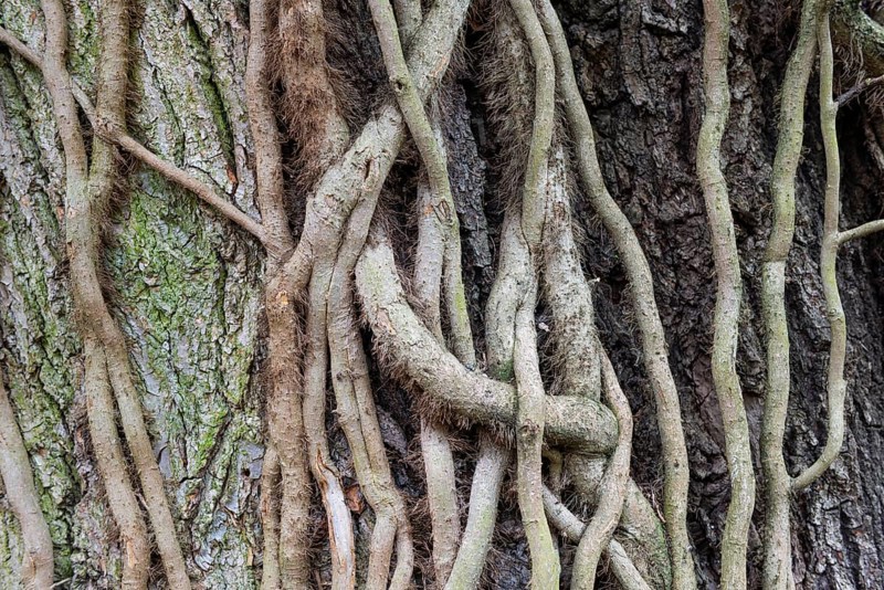 Strong root system of ivy (Hedera helix) overgrows tree trunk, Frankfurt-Nied, Frankfurt am Main, Hesse, Germany