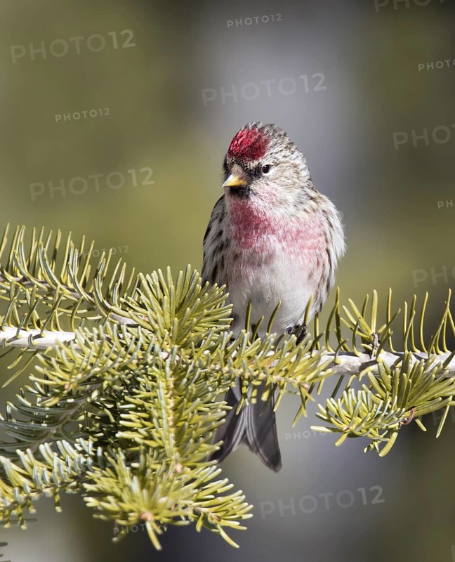 Common Redpoll (Acanthis flammea), Saskatchewan, Canada