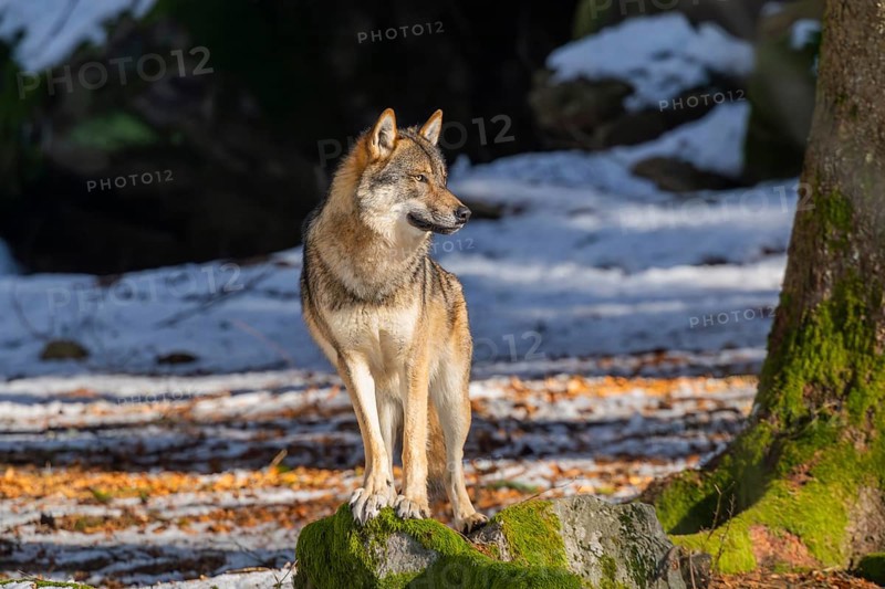 European gray wolf (Canis lupus lupus) standing in a forest in winter, snow, Bavaria, Germany