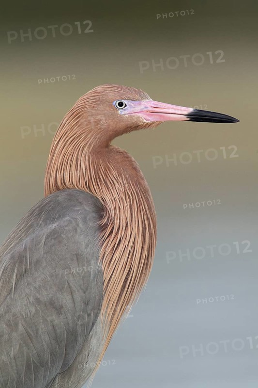 Reddish Egret (Egretta rufescens), Florida, USA