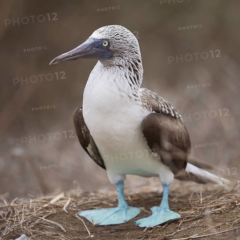 Blue-footed Booby (Sula nebouxii), Ecuador