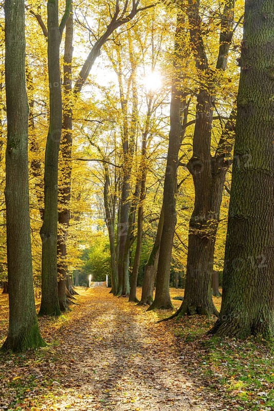Alley with bridge in autumn, park of Hermsdorf Castle, Ottendorf-Ockrilla, Saxony, Germany