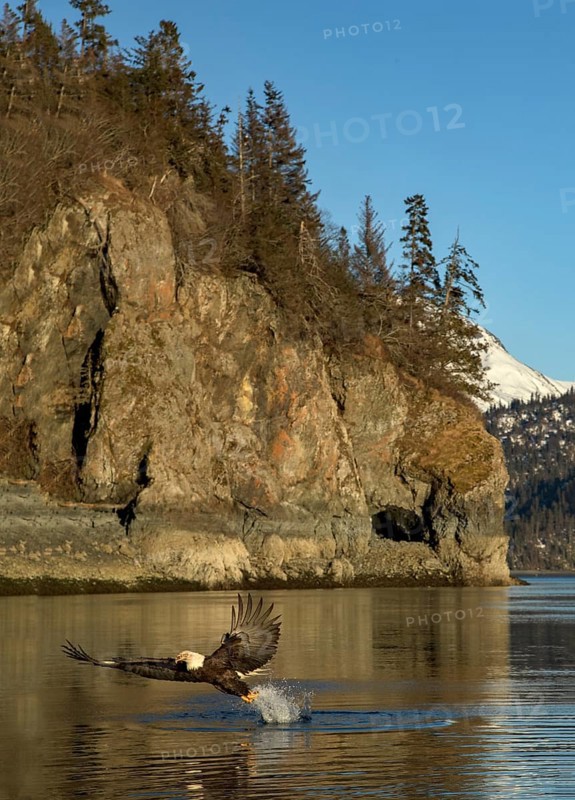 Bald Eagle (Haliaeetus leucocephalus) catching fish, Alaska, USA