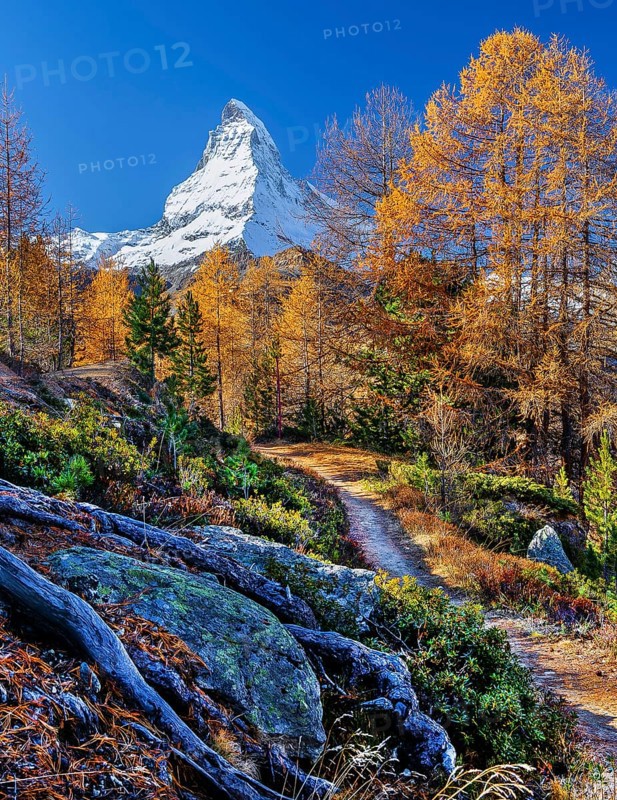 Hiking trail on the Riffelalp with golden yellow larches and Matterhorn 4478m in autumn, Zermatt, Mattertal, Valais, Switzerland