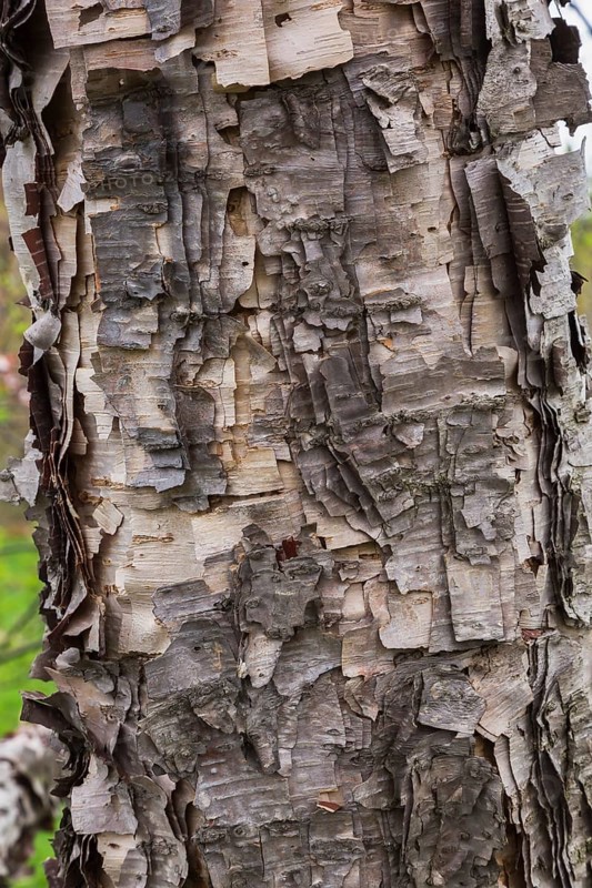 Close-up of Betula davurica, Birch tree trunk in spring, Quebec, Canada